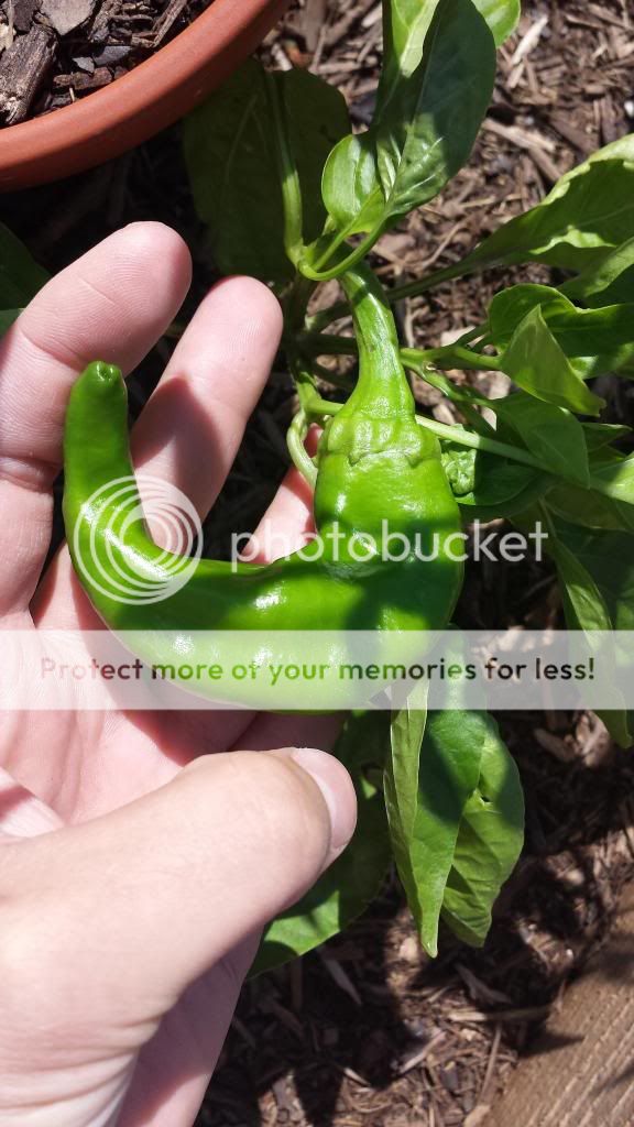  photo 2014-05-15102525_zps0e3a997f.jpg